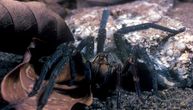 Erekcija uz pomoć smrtonosnog otrova brazilskog pauka: Naučnici razvijaju neobičnu kremu