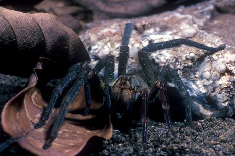 Phoneutria nigriventer, lutajući brazilski pauk