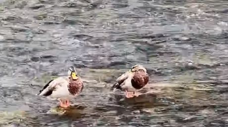 divlje patke, Nišava, Pirot