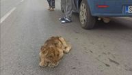 Preplašeno mladunče lava pronađeno na putu u Subotici