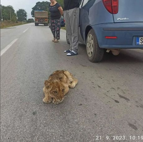 mladunče lava, Subotica