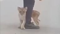 Mazi se kao mala maca: Presladak snimak mladunčeta lava pronađenog na putu u Subotici