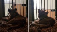 Mali lavić slabašan leži, ali se okrenuo da mjaukne u kameru: Presladak snimak iz Zoo vrta na Paliću
