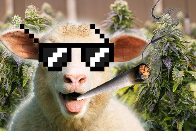 Ovca marihuana Ovca marihuana