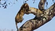 Kada dva leoparda "ukrste kandže": Smrtonosni ples pred očima zapanjenih turista