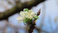Čudo u Mačvi, procvetali voćnjaci: Rodile kajsije, trešnje i kruške, a jesen stigla