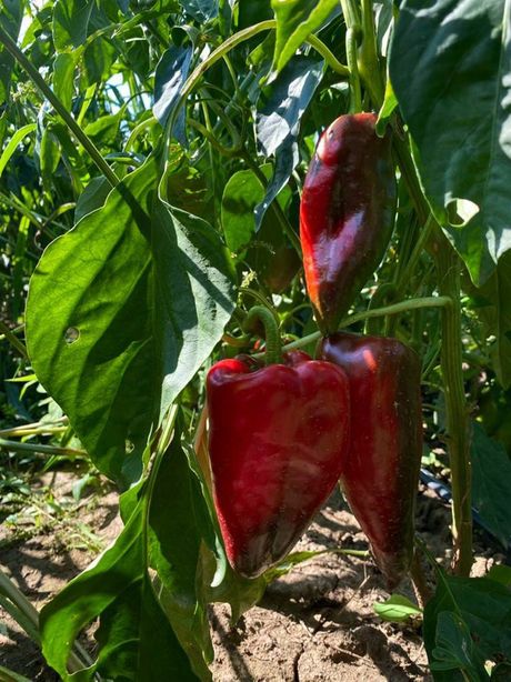 Paprika