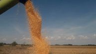 U Mačvi počela berba kukuruza, zrno čuvaju zbog niske otkupne cene