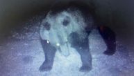 Seoba medveda na Povlen: Lovci primetili tragove životinje