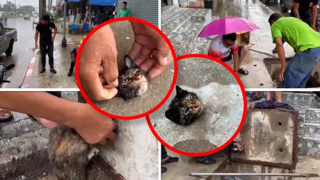 Mačka, lutalica, spasavanje, Tajland, betonski šaht
