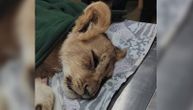Lavica Kiki nije jedina zabranjena životinja koju je osumnjičena Subotičanka držala u stanu