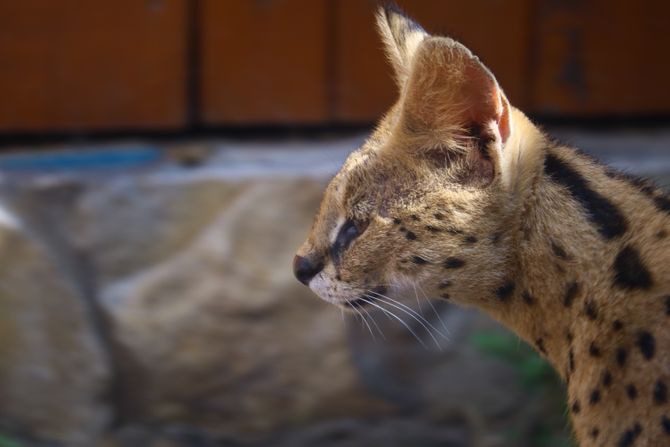 Serval mačke Serval mačke