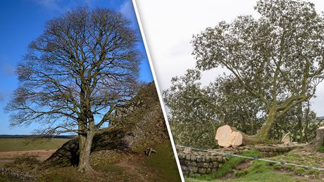 Posečeno drvo Sycamore Gap Tree Hadrian Wall Northumberland