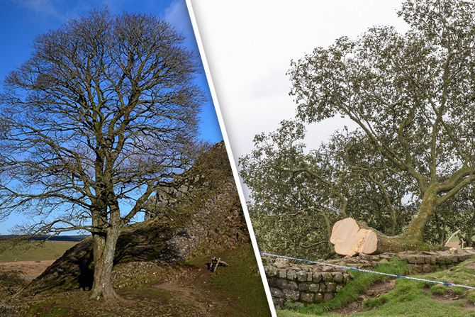 Posečeno drvo Sycamore Gap Tree Hadrian Wall Northumberland