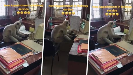 majmun kompjuter