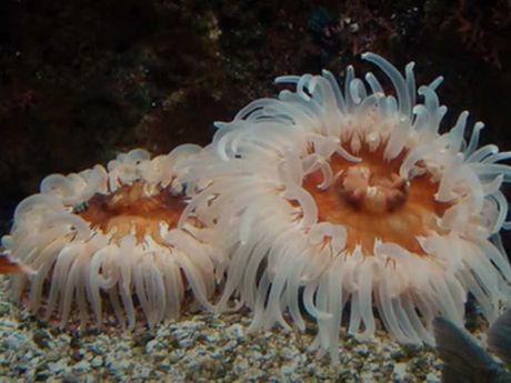 morske sase, morska sasa, sea anemone