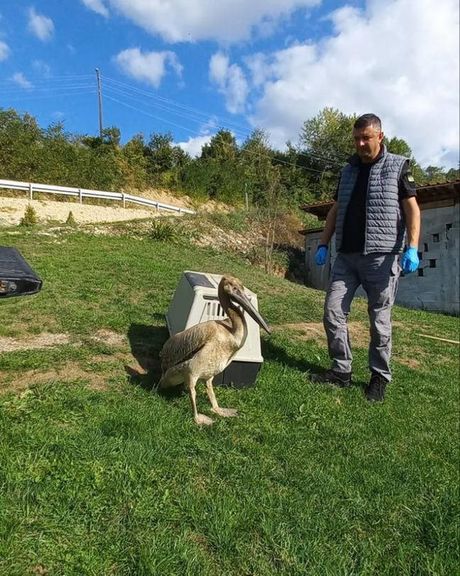 Spašeni ružičasti pelikan nađen u Tutinu