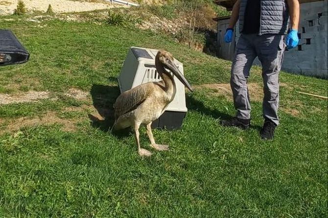 Spašeni ružičasti pelikan nađen u Tutinu