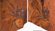 Stvorenja zarobljena u večnosti: Otkriveni odlično očuvani fosili dve nepoznate vrste pauka u Australiji