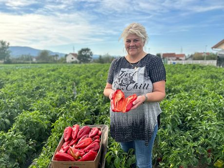 Danina džinovska paprika, Čačak