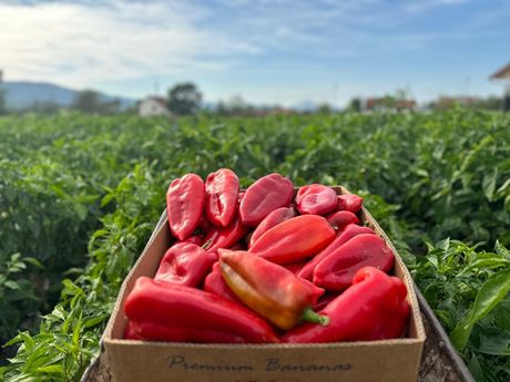 Danina džinovska paprika, Čačak Danina džinovska paprika, Čačak