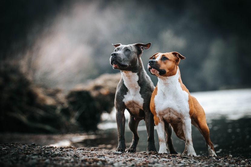 su pit bullovi dobri psi za prvi put