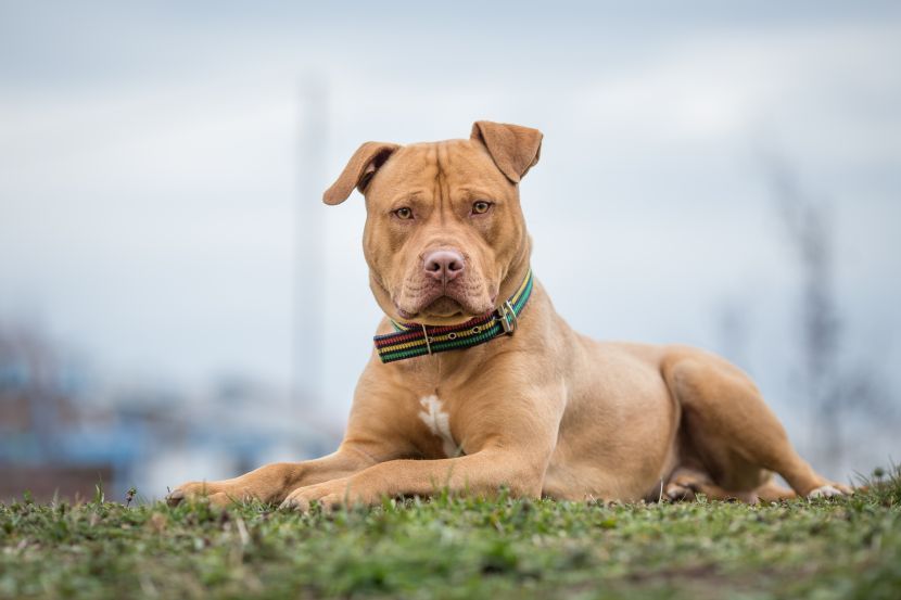 su pit bullovi dobri kućni psi