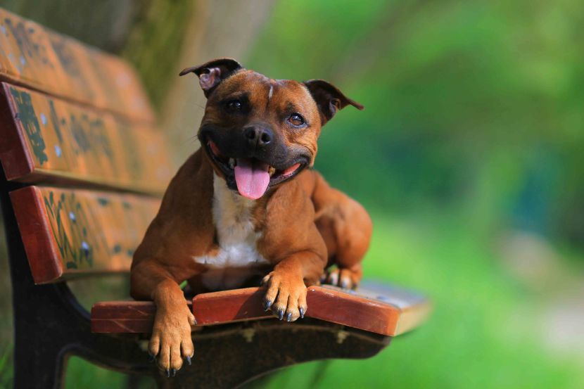 su pit bullovi dobri kućni psi