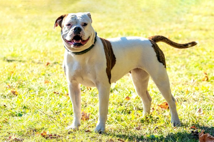 su pit bullovi dobri kućni psi