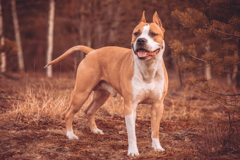 su pit bullovi dobri kućni psi