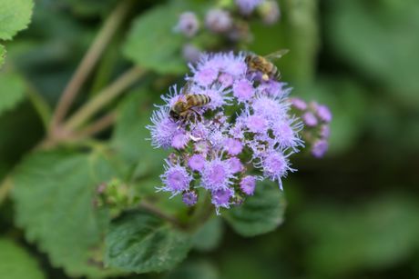 Pčelarsko domaćinstvo Milić, Radalj