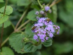 Pčelarsko domaćinstvo Milić, Radalj