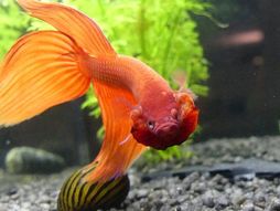 Najagresivnije slagtkovodne akvarijumske ribe