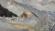 Uhvaćen aligator od tri metra: Pogledajte kakvo čudo je lovac pronašao u njegovim čeljustima