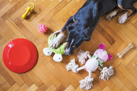 Četiri najopasnije igračke za psa