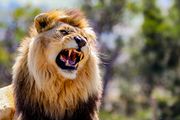Lav ubio lavicu u zoo-vrtu u Zagrebu! "Lepo su se slagali, nije bilo naznaka..."