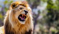 Da li je ovo najstrašniji zvuk u prirodi: Šta životinjama ledi krv u žilama više od rike lavova i pucnjeva?