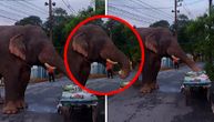 Bahati slon snimljen u krađi, ali ko da mu priđe?! Urnebesna scena na Tajlandu