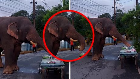 Slon, lopov, ulični prodavac, Tajland