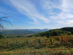 Oplenačka berba, Topola, Oplenac, Šumadija