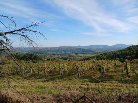 Oplenačka berba, Topola, Oplenac, Šumadija