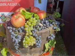 oplenačka berba, vino, grožđe