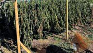 Hapšenje u Kruševcu: Dvojici pronašli 60 biljki kanabisa i oko 25 grama marihuane