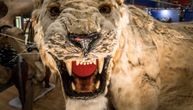 Pećinski lav bio je najopasniji predator Evrope, ali za jednu vrstu bio je plen: Šokantno otkriće u Nemačkoj