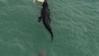 Nestvarna scena nasred okeana u Australiji: Krokodil jede kornjaču, a onda nailazi drugi predator