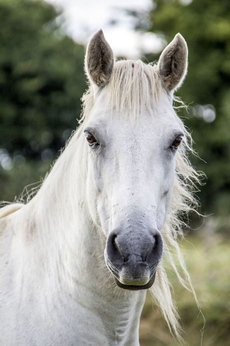 Čistokrvni beli konj