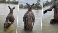 Čovek se potukao s džinovskim kengurom da bi spasao psa: Dramatičan snimak je usijao mreže