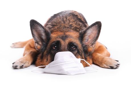 Psi i sezonske alergije