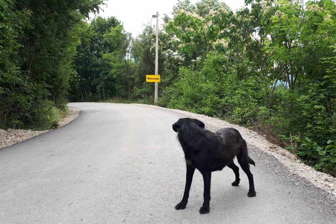 lutalice, napušteni psi, Niš