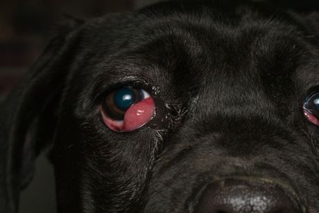 "Trešnjino oko" kod psa